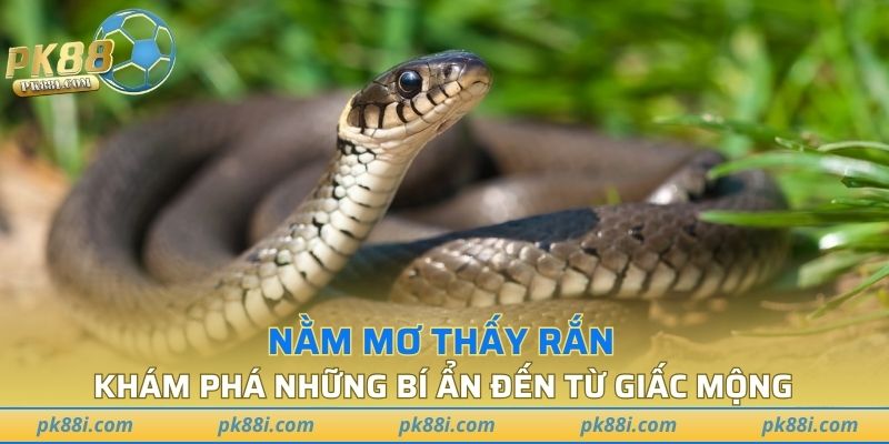 Nằm Mơ Thấy Rắn
