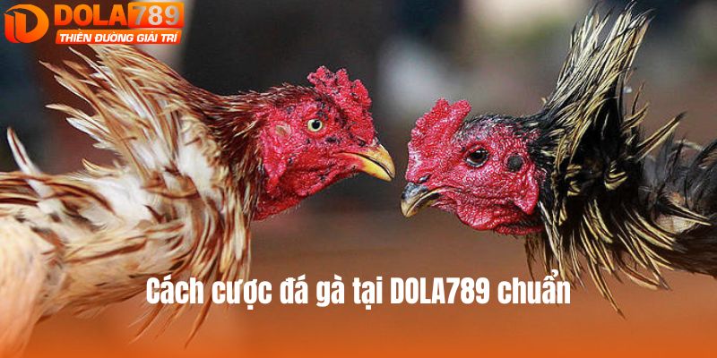 Cách cược đá gà tại DOLA789 chuẩn