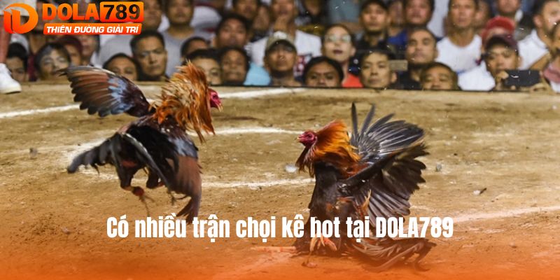 Có nhiều trận chọi kê hot tại DOLA789