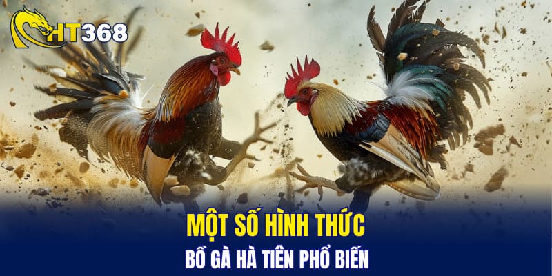 Một số hình thức bồ gà Hà Tiên phổ biến
